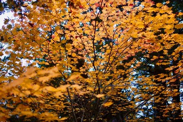 Japanese natural maple tree in autumn season with leaves color change