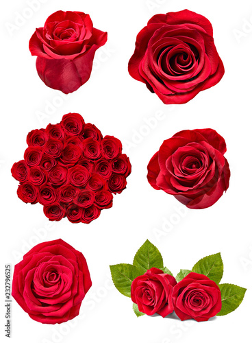 flower rose petal blosspm background