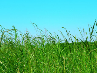 grass on the meadow