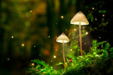 Fototapeta Fototapeta las, drzewa - Glowing mushroom lamps with fireflies in magical forest