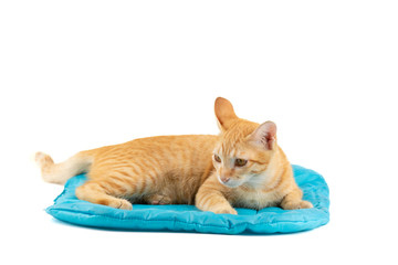 Wall Mural - Portrait of little ginger tabby cat lying on blue cushion pet bed isolated on white background.