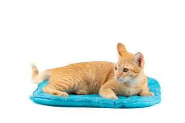 Portrait of little ginger tabby cat lying on blue cushion pet bed isolated on white background.