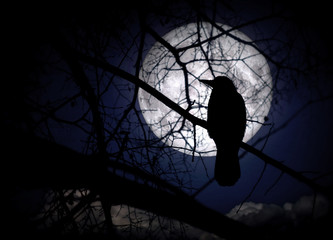 Wall Mural - Raven on branches in a moonlit night