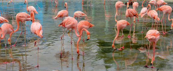 Plakat dziki flamingo natura ciało