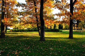 golden leaves in autumn park