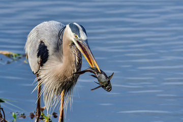 Wall Mural - great blue heron