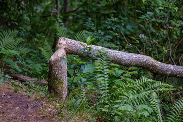 dry wood. tree trunk stomp textured pattern abstract texture