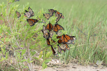 Monarch Butterfly (Danaus Plexippus). Butterflies Rest During A Trip To Wintering Grounds. Texas Gulf Coast.