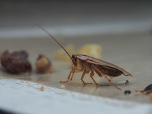 A Cockroach Stuck To The Sticky Paper. Domestic Insect.