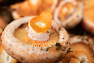 Wall Mural - cut mushrooms folded in a pile on the mushrooms remnants of mud