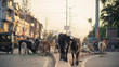 Cows in the streets of India