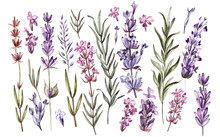 Set Of Watercolor Lavender Flowers On White Background