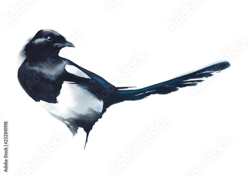 Fotomural Bird magpie black and white watercolor painting illustration isolated on white
