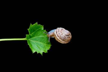 snail and leaf isolated