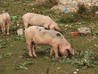 Albanian pigs