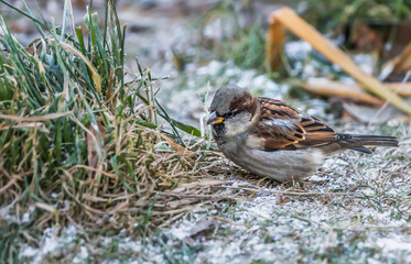 A fun gray and brown sparrow sits on a green grass with snow in the park