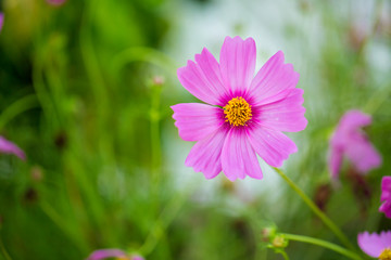 Wall Mural - Cosmos flowers blooming in the garden.Pink and red cosmos flowers garden, soft focus and look in blue color tone.Cosmos flowers blooming in Field.