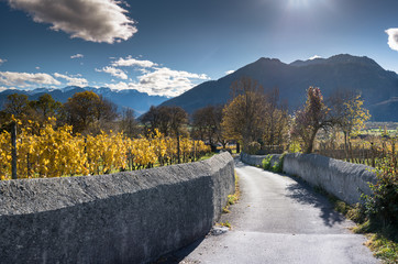 Canvas Print - wonderful autumn view of the Maienfeld region in the Swiss Alps with golden grapevines and vineyards and a view of the mountains of the Rhine Valley in the Grisons of Switzerland