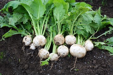 Wall Mural - Harvest of turnip / Kitchen garden