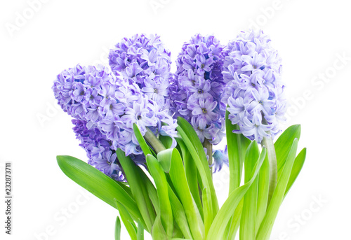 Hyacinth blue flowers with green leaves isolated on white background