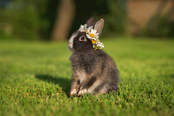 Wall Mural - Little rabbit with a wreath of flowers on its head