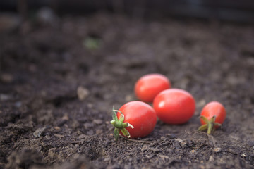 Wall Mural - cherry tomatoes on ground