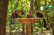 Eating Monkeys in the Monkeyland Primate Sanctuary