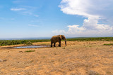 Fototapeta Sawanna - Elephant in the Addo Elephant National Park