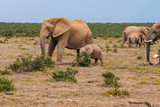Fototapeta Do akwarium - Elephant in the Addo Elephant National Park