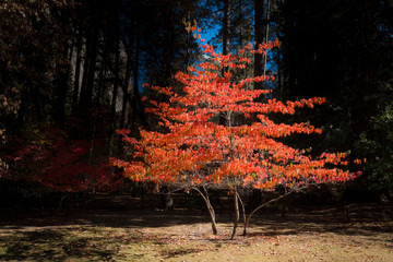 Dogwood in Autumn, Yosemite Valley