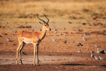 Wall Mural - Beautiful impala male, Aepyceros melampus.