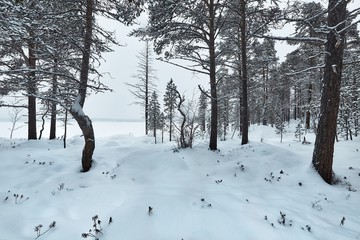 Wall Mural - Winter Snowy Landscape