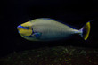 Bignose unicornfish (Naso vlamingii).