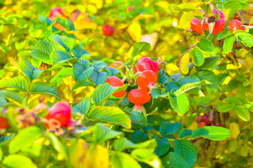  Red berry briar on bush with green leaves, natural plant product