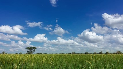 Wall Mural - 4k timelapse sky cloud over field green, rice field