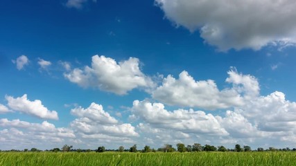 Wall Mural - 4k timelapse sky cloud over field green, rice field