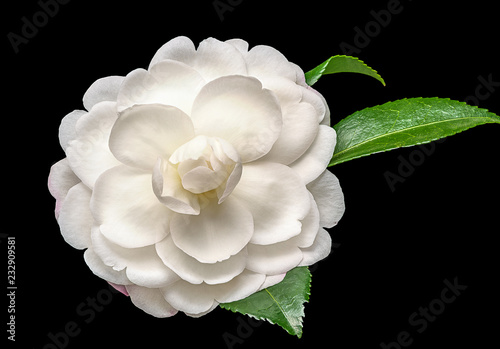 Fotomural White camelia flower on black background