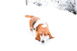 Dog, Basset hound walk on white snow in a winter farm  with background tree without leaf in blurry and white foggy sky, europe in winter season. Winter landscap with animal concept.