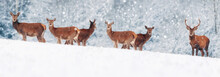 A Group Of Beautiful Male And Female Deer In The Snowy White Forest. Noble Deer (Cervus Elaphus).  Artistic Christmas Winter Image. Winter Wonderland. Banner Design.