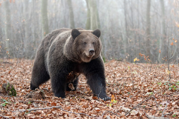 Wall Mural - bear in autumn forest