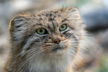 Manul Or Pallas's Cat, Otocolobus Manul, Cute Wild Cat From Asia.