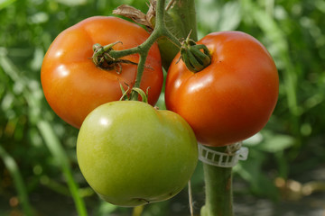 Sticker - closeup of organic tomatoes in the garden