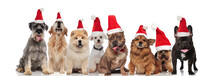 Cute Group Of Eight Santa Dogs Sitting And Standing