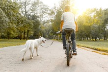 Boy Child On A Bike With White Dog Husky On The Road In The Park, Back View