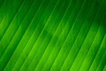 Wall Mural - fresh green Leaf texture background of banana