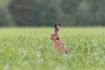 European brown hare (Lepus europaeus)