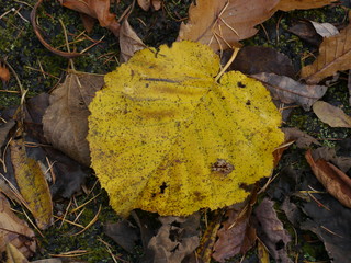 autumn leaves on grass