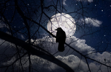 Wall Mural - Raven on branches in a moonlit night