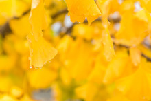 Close-up Of The Drops Of Water On The Yellow Ginkgo Biloba Leaves On The Tree In The Park Near Novacella Abbey Seen On A Rainy Autumn Day In Varna, South Tyrol. Season Changing.
