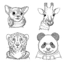 Fashion Animals. Hand Drawn Hipster Porterts In Various Funny Clothes Vector Animals Picture For Adults. Hipster Animal Panda And Giraffe, Lynx And Dog Illustration
